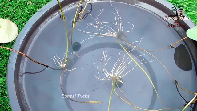 How to grow lotus plant from seeds at home | गमले में कमल उगाओ | Grow Indian National Flower смотреть онлайн