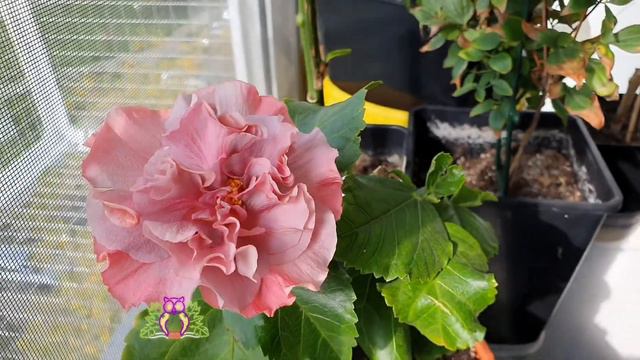 #Гибискус Formosa Sweet Taros Cake смотреть онлайн