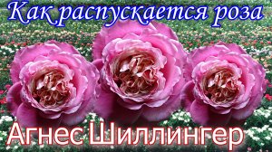 Как распускается роза Агнес Шиллингер (Чайно гибридная)Timelapse Rose  Agnes Schillinger (Massad)