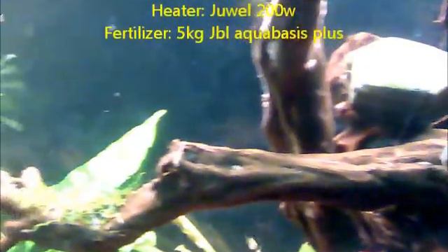 Juwel Vision 180 Social_Planted Aquarium смотреть онлайн