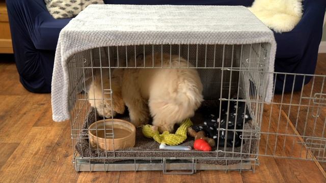 Crate or play pen training смотреть онлайн