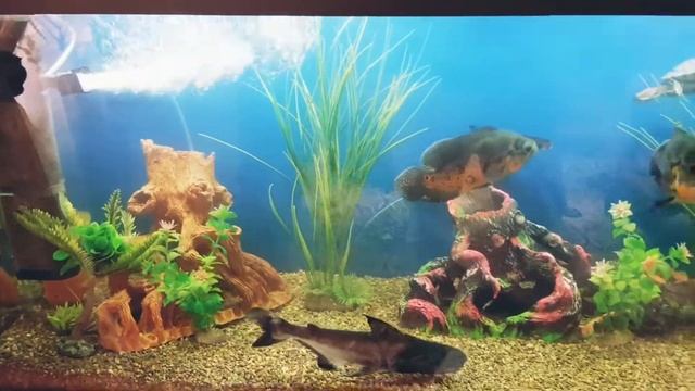 Аквариумные рыбки астронотусы и попугайчики - Aquarium fish astronotus and parrots. 10 марта 2022 г смотреть онлайн