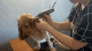 Русский охотничий спаниель Афина на гигиенической стрижке