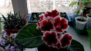 Глоксиния. Уход в домашних условиях.Секрет цветения .