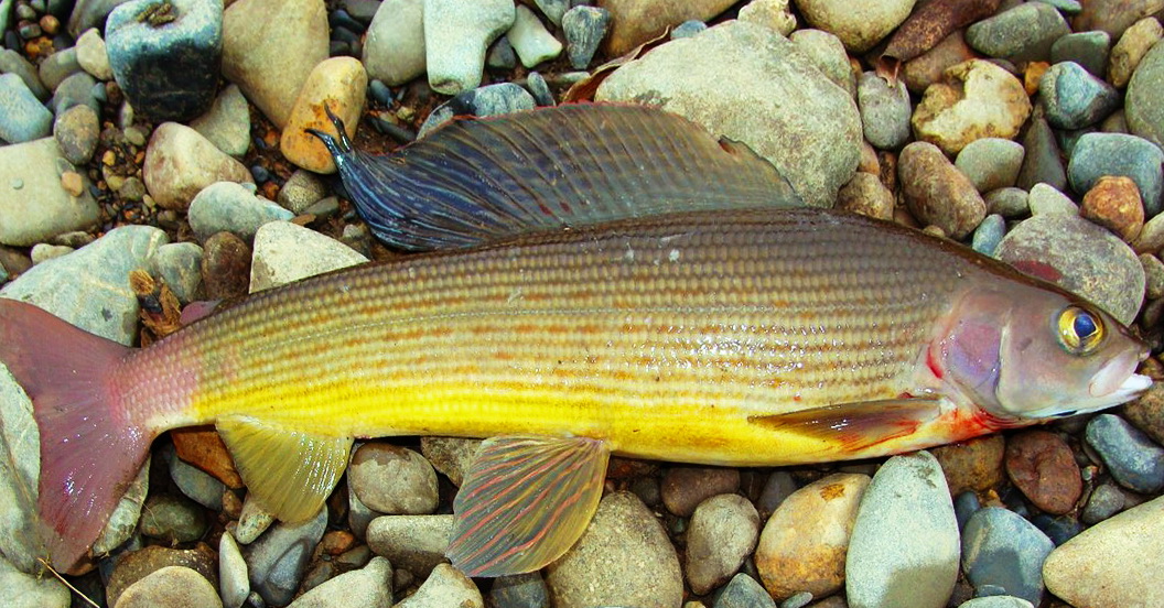 Хариус (часть 1) смотреть онлайн