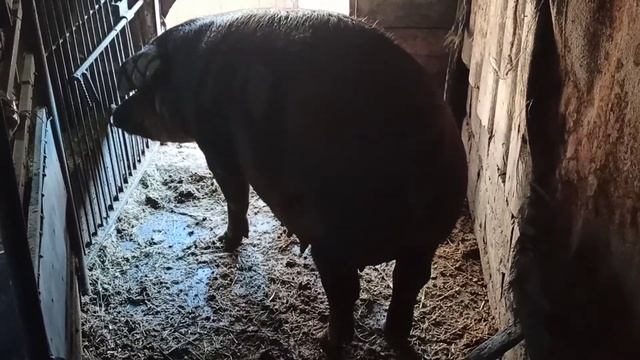 Готовим поросят к продаже, хряк после кастрации. смотреть онлайн