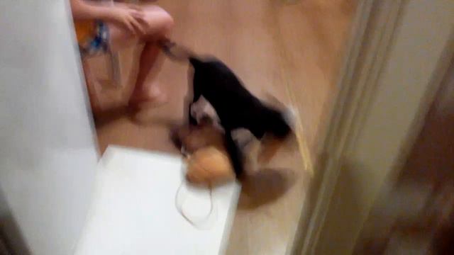 Лабрадор,украл со стола батон:) Смотреть до конца! смотреть онлайн