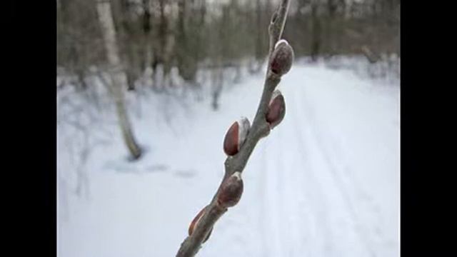 осина почки осины против инфекции