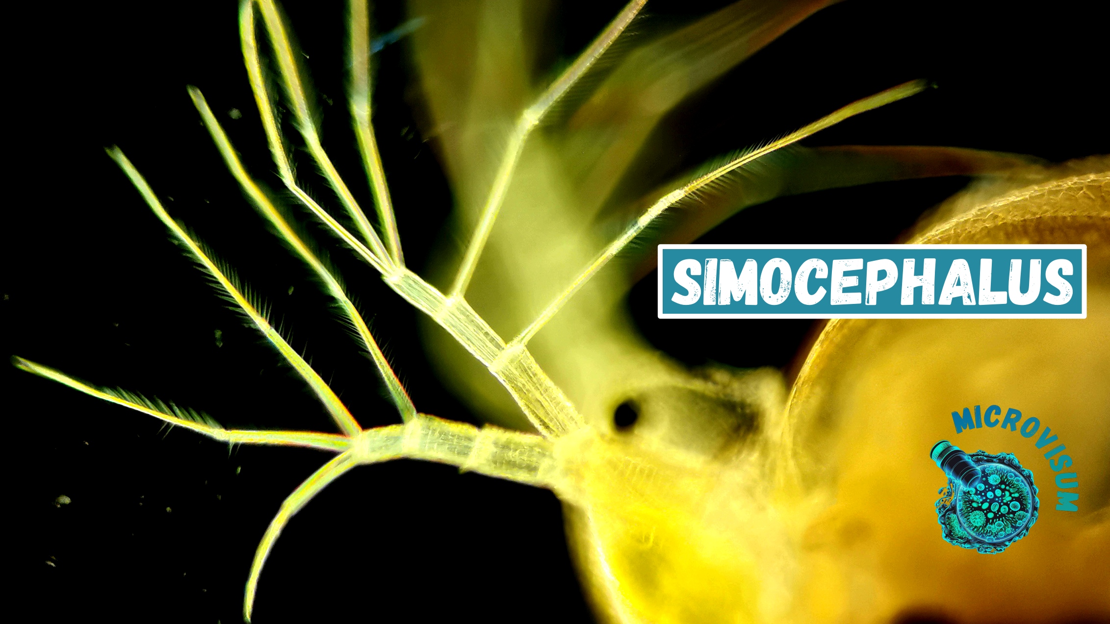 Рачок Simocephalus смотреть онлайн