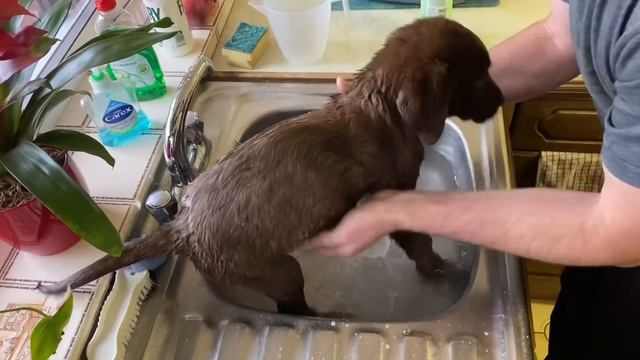 A normal day with Freddy the Chocolate Labrador смотреть онлайн