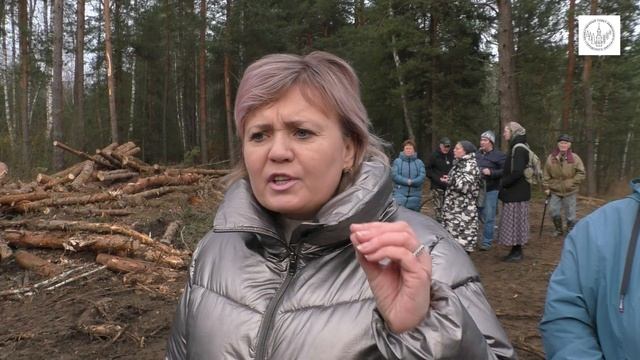 В Игумново массово рубят вековой лес смотреть онлайн
