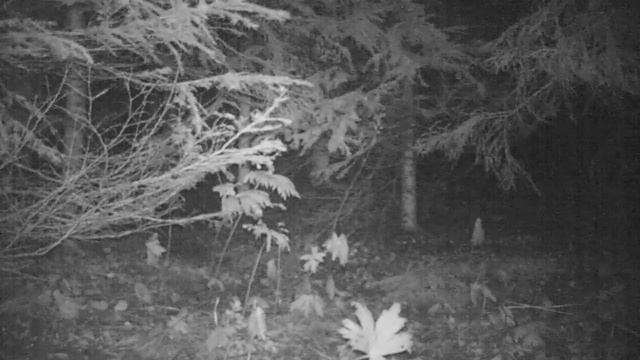 Енотовидная собака Висимский заповедник11 09 16 смотреть онлайн