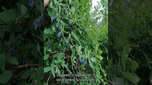 Жимолость Голубое веретено смотреть онлайн