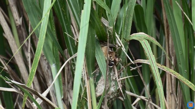 Zitting Cisticola - Eggs to Fledglings - OkiPixelFinders смотреть онлайн