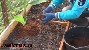 Канны – выращивание и уход в открытом грунте