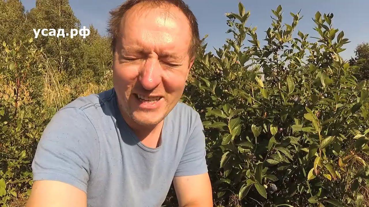 Эта ГОЛУБИКА прекрасна! || САМЫЙ ПРОСТОЙ СПОСОБ ПОСАДКИ ГОЛУБИКИ САДОВОЙ смотреть онлайн