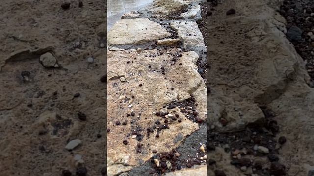 Град в Гранд-Каньоне в марте. Hail at the Grand Canyon in march. смотреть онлайн