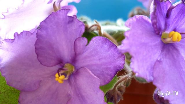 Фиалки. Слайд-шоу. смотреть онлайн