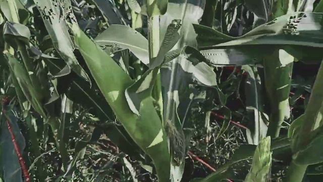 Planted corn,big variety cucumber,and bagyo beans/Taiwan смотреть онлайн