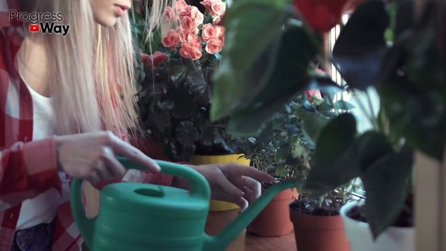 Герань И Декабрист Цветут Как Ненормальные После Полива Этим В Ноябре - Декабре! смотреть онлайн