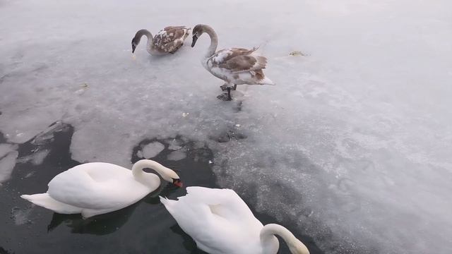 Лебеди - символ верности и любви. Лебединая верность. смотреть онлайн
