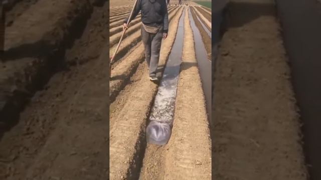 Система орошения с полиэтиленовым пакетом смотреть онлайн