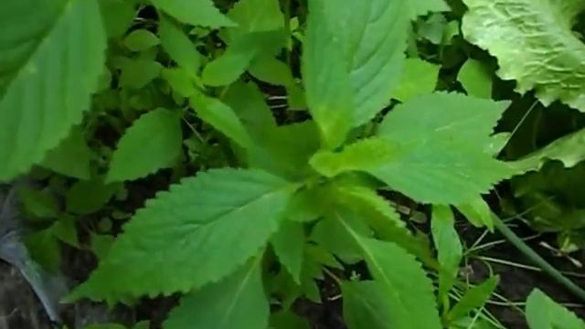 Что это за растение? Аромат просто волшебный!! смотреть онлайн