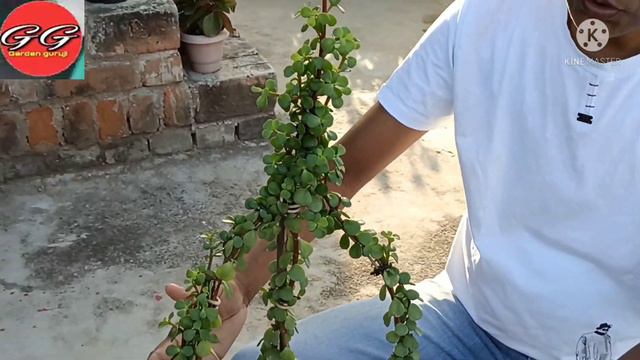 धन की वर्षा करने वाला पौधा#गुुुड लक प्लांट# zade plant# मनी ट्री प्लांट@elephant bush plant смотреть онлайн
