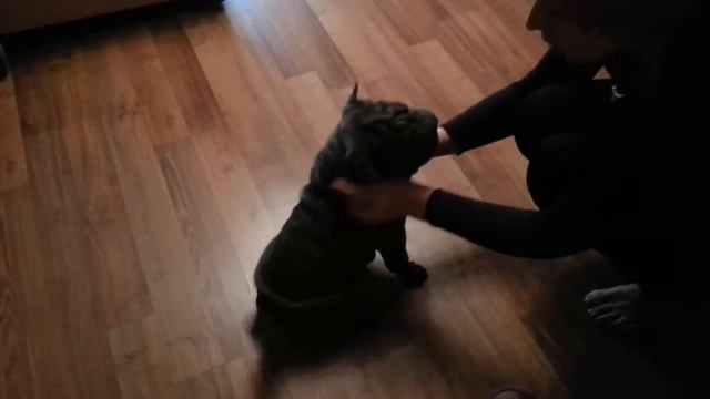 шарпей смотреть онлайн