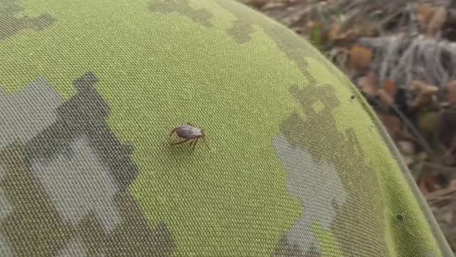 Иксодовый клещ. Попытка нападения в начале ноября. ( Ixodidae )