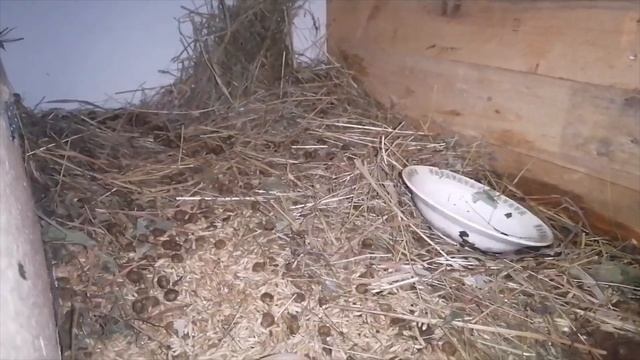 Мои кролики. Маленьким крольчатам 14 дней. Обзор моих кроликов. смотреть онлайн