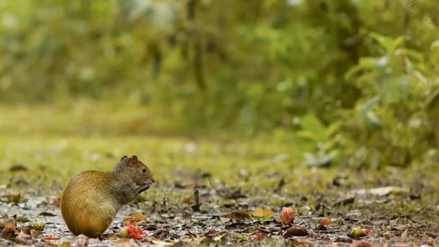 Агути (Золотистый Заяц) - интересные факты смотреть онлайн