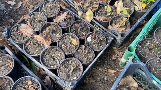 Гортензии крупнолистные саженцы январь 2023.. Отправка с апреля… смотреть онлайн