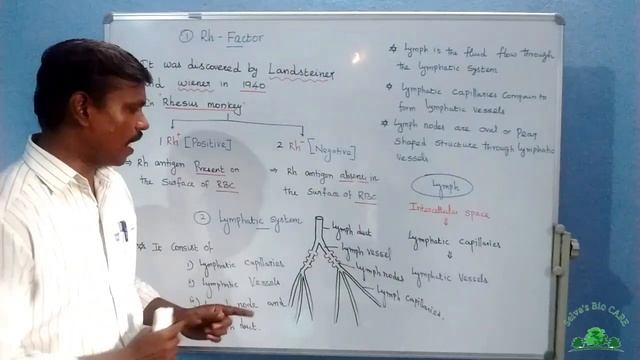 10th unit :14 transportation in plants & circulation in animals part : 19 | lymphatic system смотреть онлайн