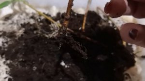 Получилось укоренить Диплодению!!!