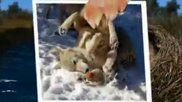 Ежик любит и ждет смотреть онлайн