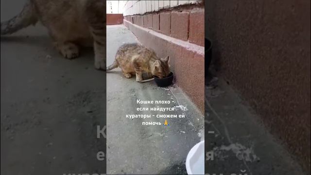 Кошке плохо - если найдутся кто сможет курировать - отдадим ее на лечение #кантемировская #кошка смотреть онлайн