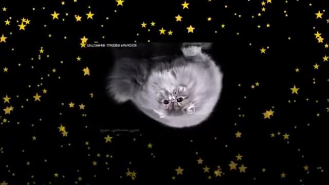 продолжительность жизни персидских кошек