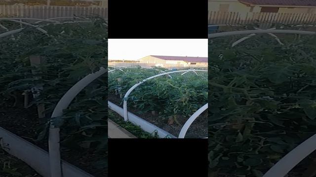 VID_20240621_203603.mp4