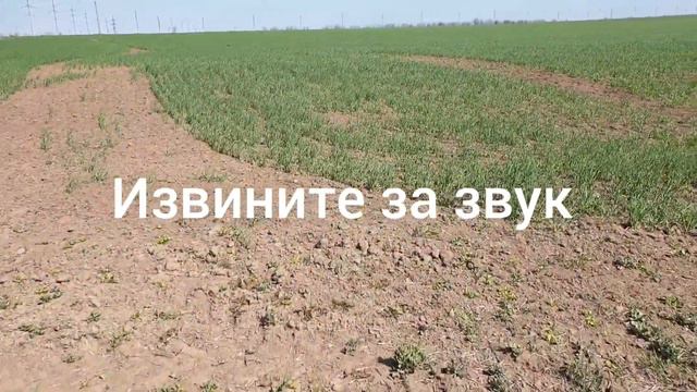 Посевы высыхают из-за засухи!!! Канадский яровой ячмень Stoke, Edisson, Elvin. смотреть онлайн