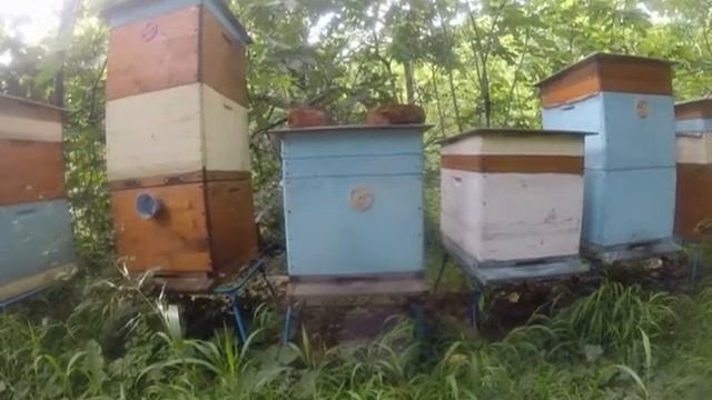 Как можно сделать отводок пчелиной семьи с помощью аммиачной селитры. смотреть онлайн