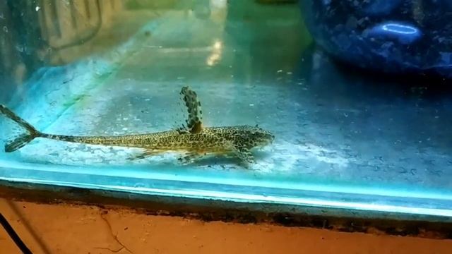 Обзор всех аквариумов на разводне аквариумных рыбок смотреть онлайн