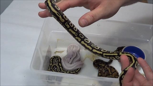 Clutch 13#3 (post shed) смотреть онлайн