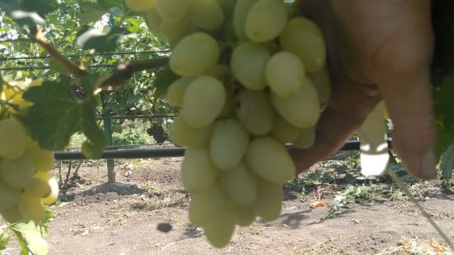 обзор ранних сортов винограда сезон 24 смотреть онлайн