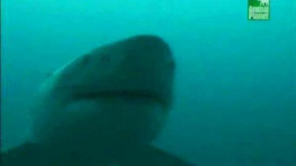 Top-20 самых страшных животных Австралии