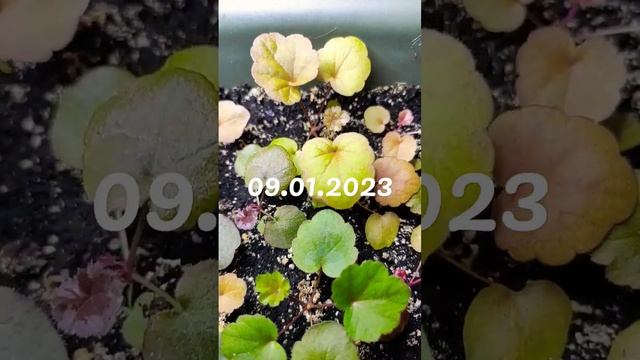 Гейхера из семян....как выглядят сеянцы #гейхера #изсемян #размножение #окрас#сорт смотреть онлайн