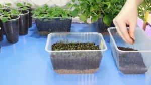 ???ЕСЛИ СЕЯНЦЫ ПЕТУНИИ ВЫТЯНУЛИСЬ ! КАК ПОДСЫПАТЬ РАССАДУ ПЕТУНИИ !