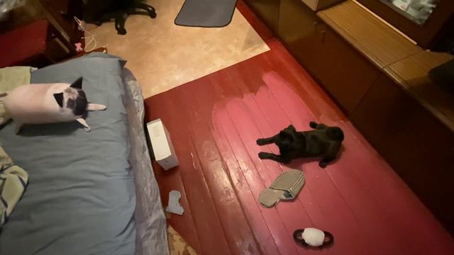Мопс гавкает на антистресс игрушку смотреть онлайн