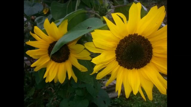 Я вернулась смотреть онлайн