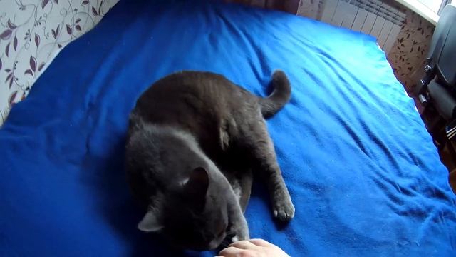 Кот Яков. Русская Голубая. 6 лет. 6 кг. смотреть онлайн